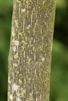 Liriodendron tulipifera - liliovník tulipánokvětý - kůra